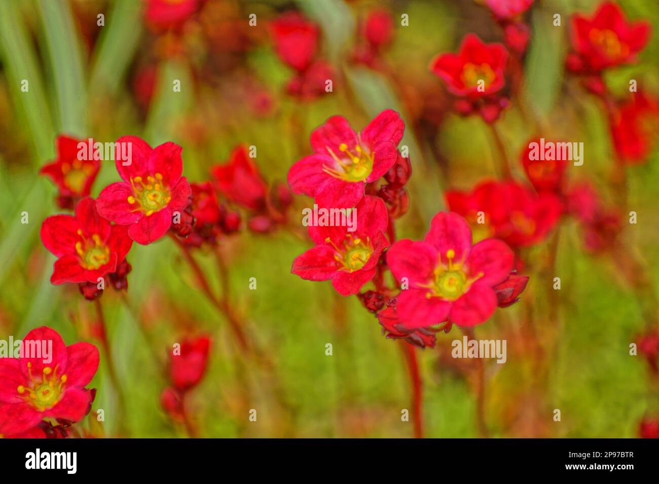 macro shot of red stone crusher flowers Stock Photo
