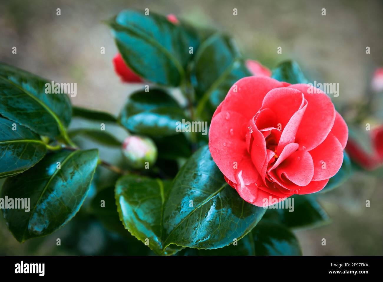 Camellia japonica or common camellia red flower in the garden design retro style Stock Photo
