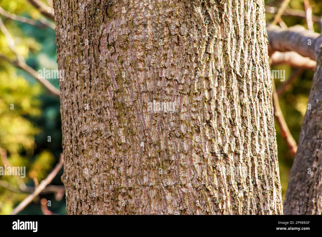 Liriodendron Tulipifera Bark Phil Bendle Collection:Liriodendron