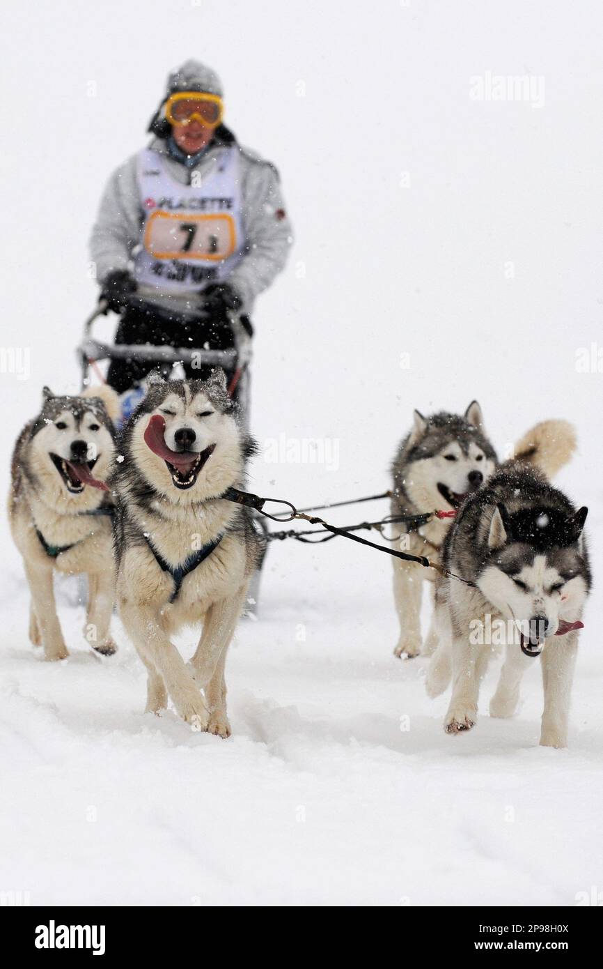 An unidentified participant with his sled dog team in action during a dog sledding race in St