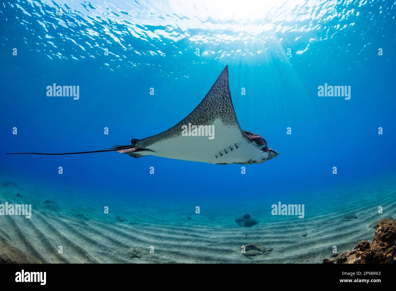Spotted eagle rays, Aetobatis narinari, reach over six feet in wingspan and are related to sharks. Hawaii. Stock Photo
