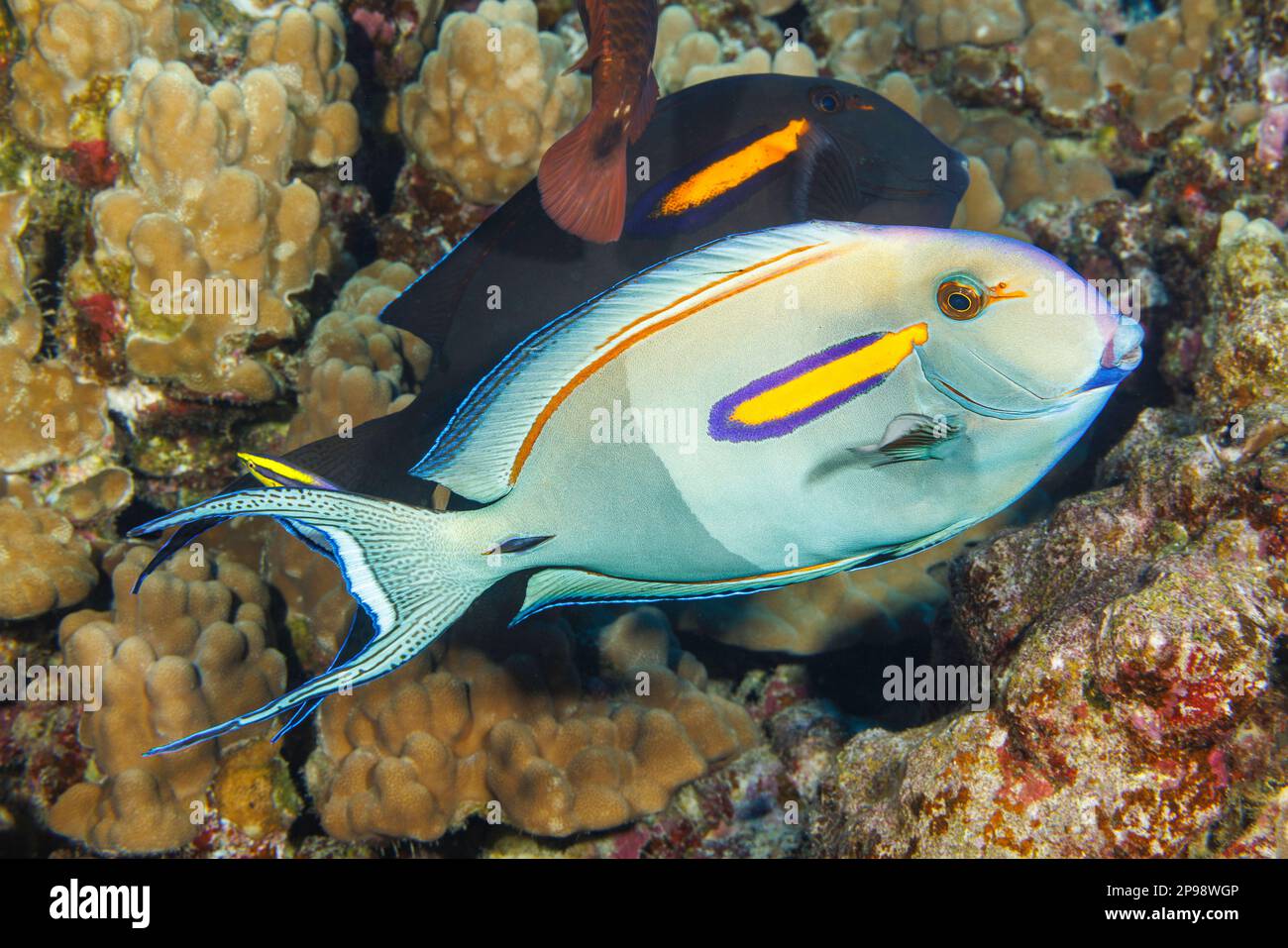 These two orangeband surgeonfish, Acanthurus olivaceus, are visiting the cleaning station of an endemic Hawaiian cleaner wrasse, Labroides phthirophag Stock Photo