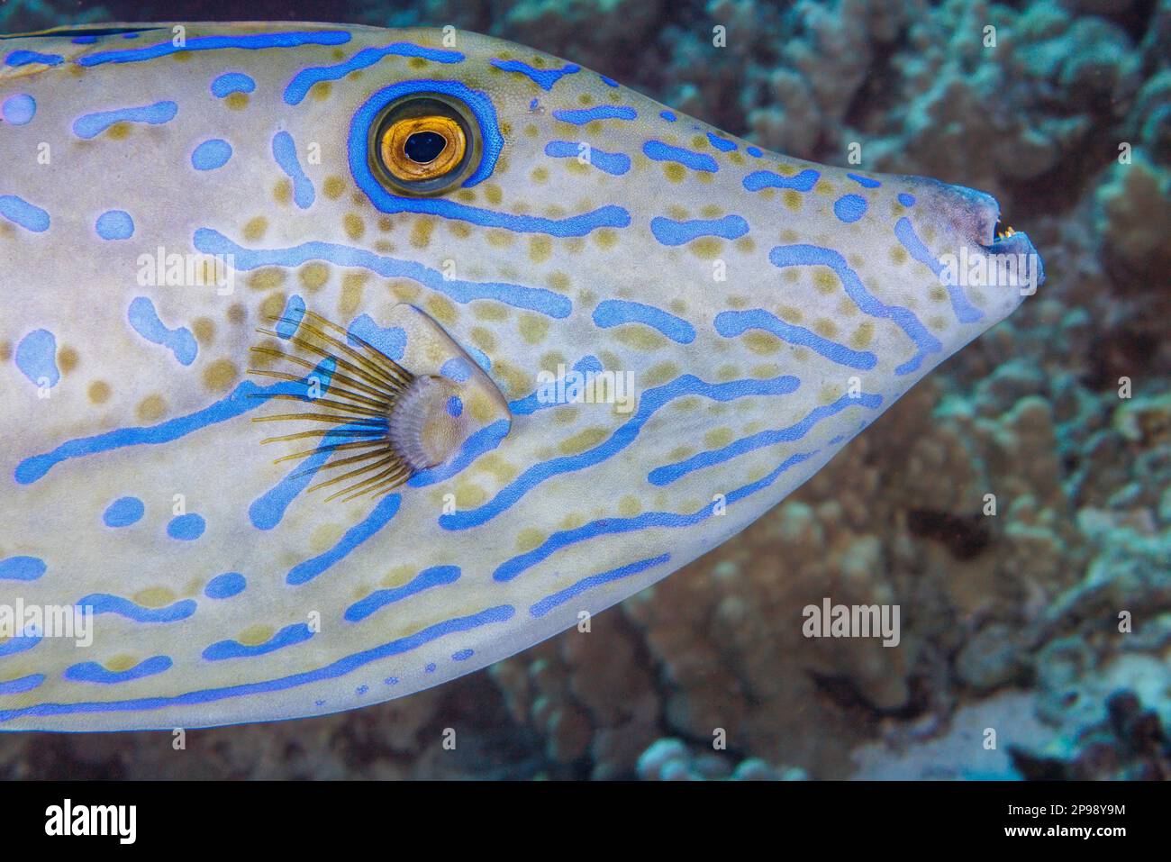 The scrawled filefish, Aluterus scriptus, can be found individually and in small groups, close to the reef and also in open ocean, Hawaii. Stock Photo