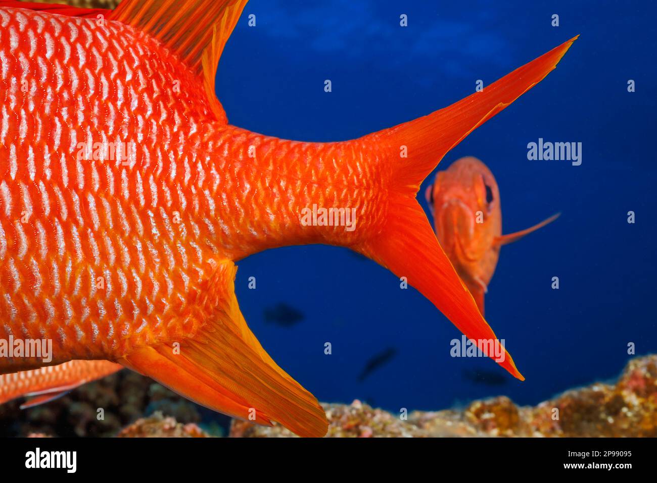 The tail of this longjaw squirrelfish, Sargocentron spiniferum, is framing a soldierfish in the background. This is the largest species of this family Stock Photo