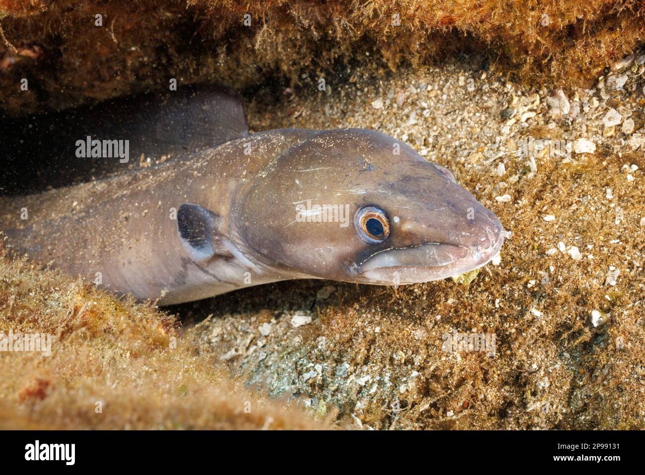 The Hawaiian conger eels, Conger marginatus, are endemic to Hawaii. The wide bands running the length of the eel are only found at night when this ima Stock Photo