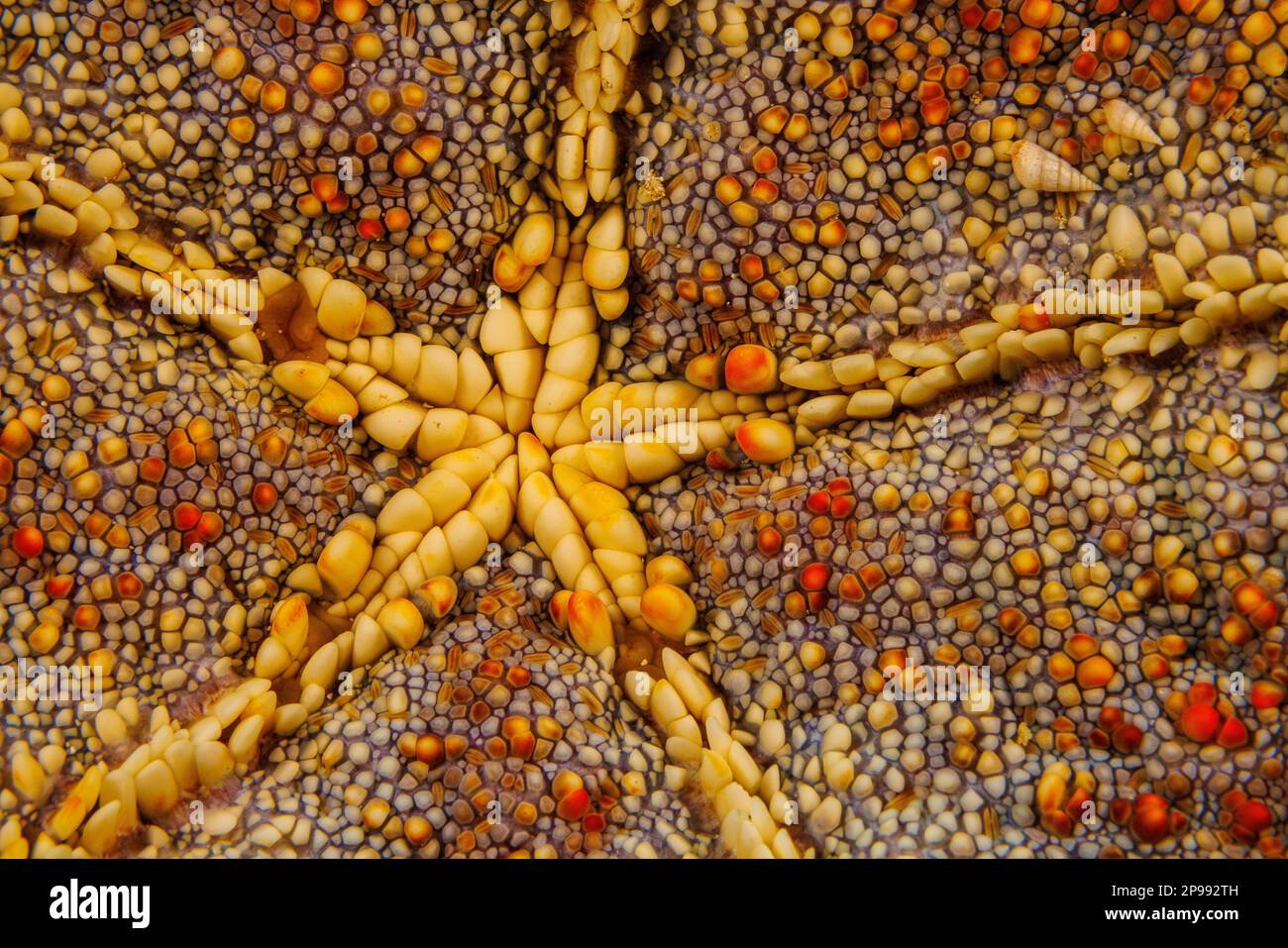 Two snails in the Eulimidae family are attached to the convoluted underside of a cushion starfish, Culcita novaeguineae, Hawaii. Stock Photo