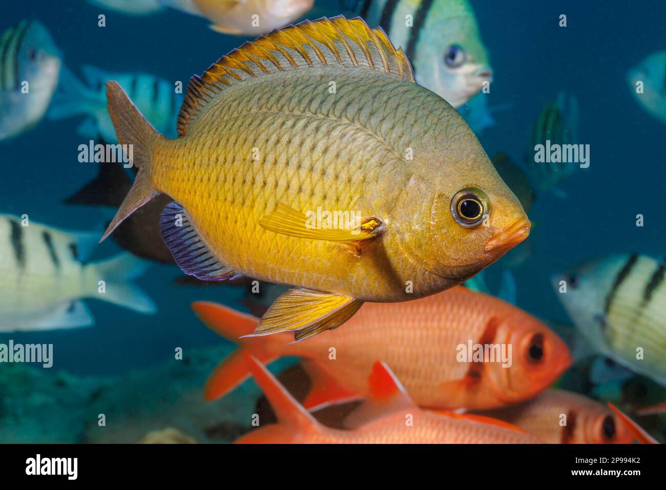 Namesake Tails This is an adult white-tail chromis, Chromis leucura, Hawaii. The ...