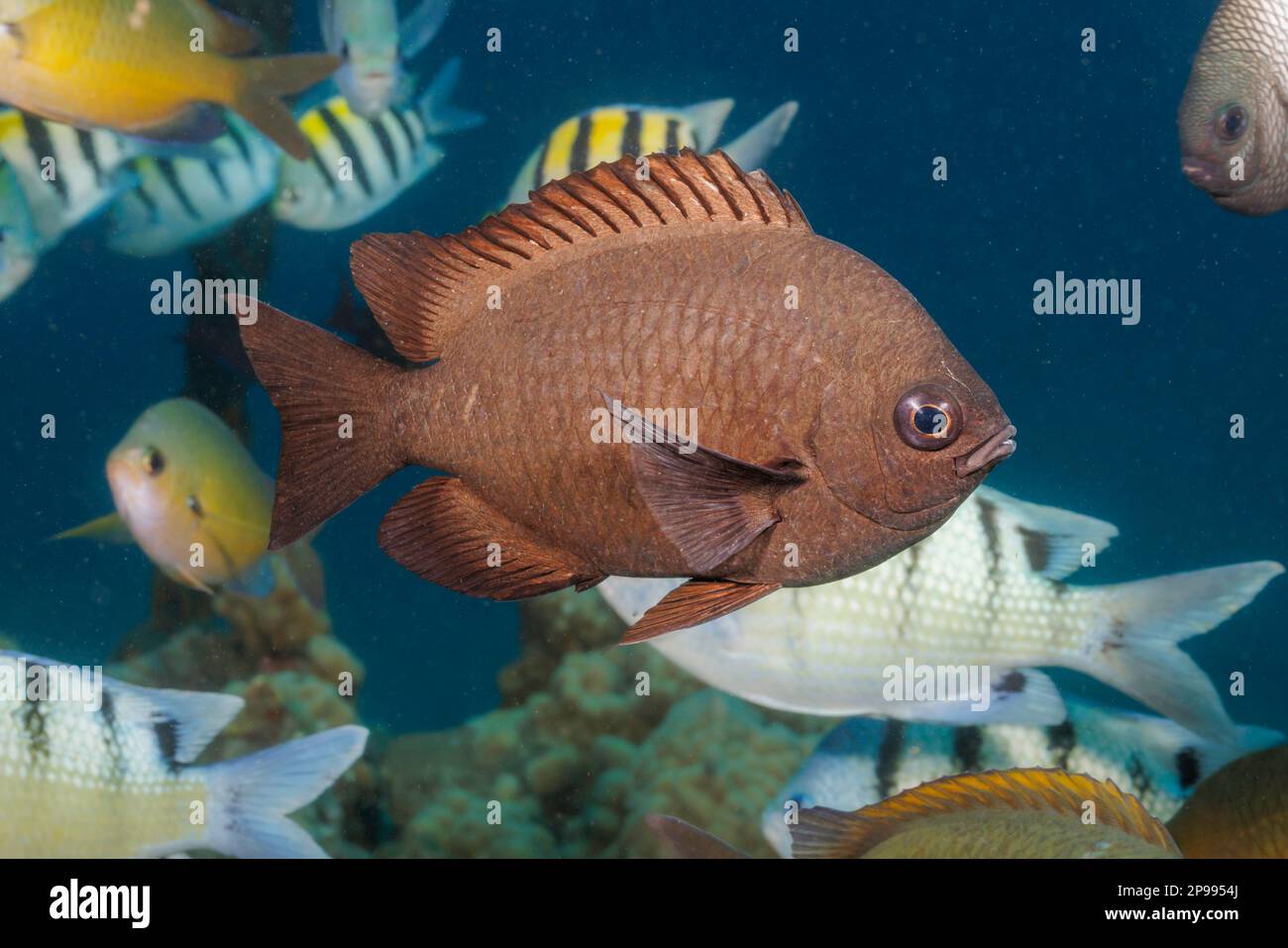 The threespot chromis, Chromis verater, is a member of the damselfish family. This species is endemic to the Hawaiian Islands. Stock Photo
