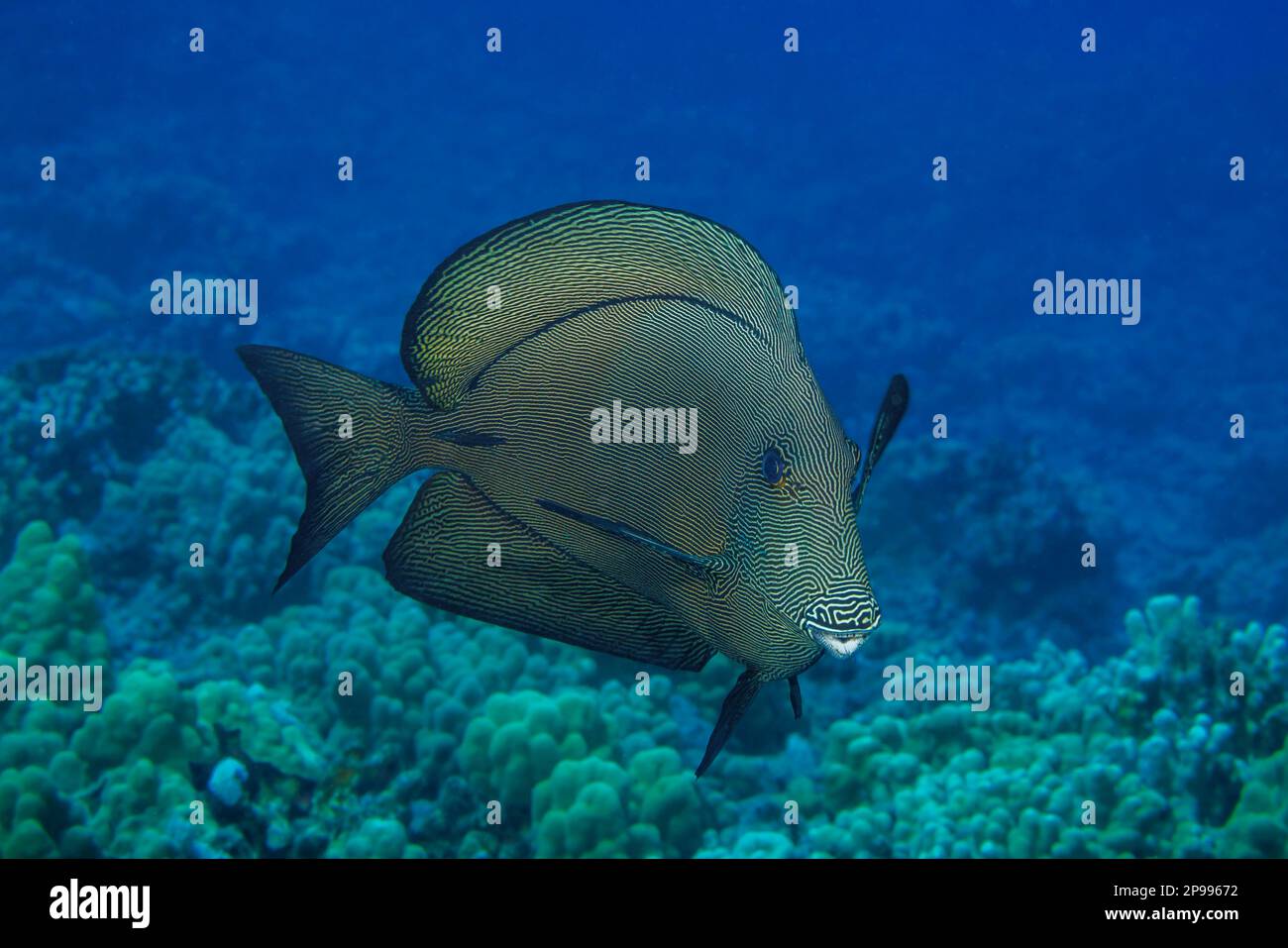 The scientific name for the black surgeonfish, Ctenochaetus hawaiiensis, suggests that it is endemic to Hawaii where this one was photographed, althou Stock Photo