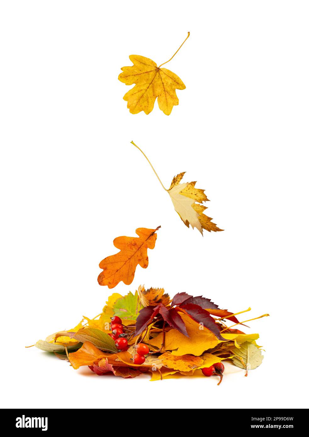 Autumn Leaf Falling to Pile Isolated, Colored Autumn Tree Leaves Flying, Yellow Orange Green Foliage, Fall Leaf Collection on White Background Side Vi Stock Photo