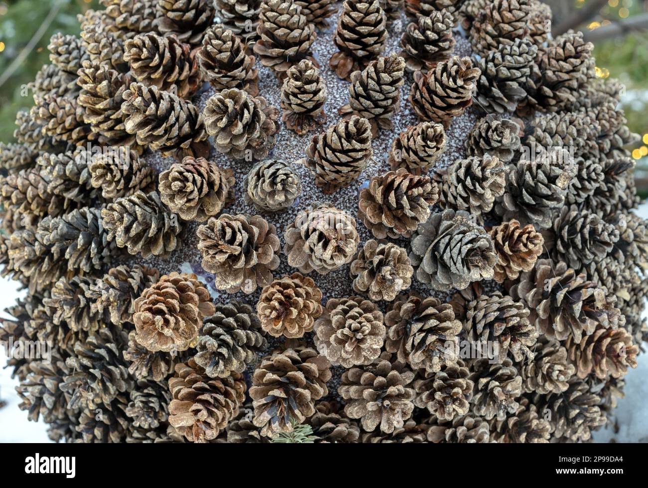 Pine cones fixed on a round shape. Installation with pine cones. Stock Photo