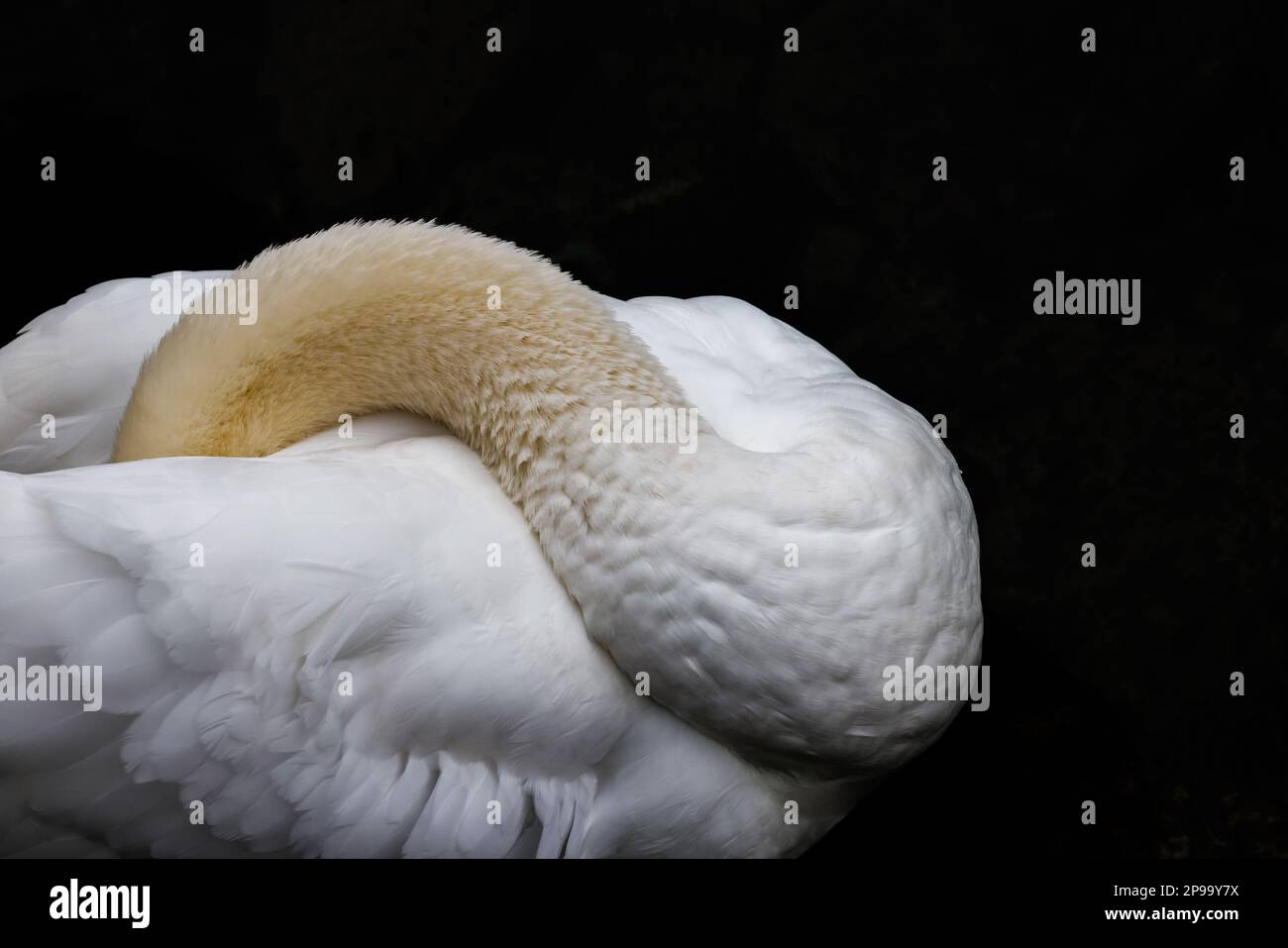 Fotografía de naturaleza espectacular con un animal como ave. Un cisne blanco y su plumaje. Stock Photo