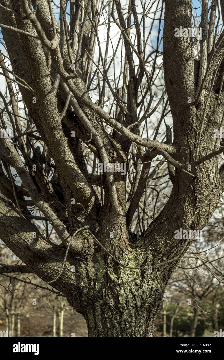 Tree branches coming out of the main trunk stripped of leaves in the winter season Stock Photo
