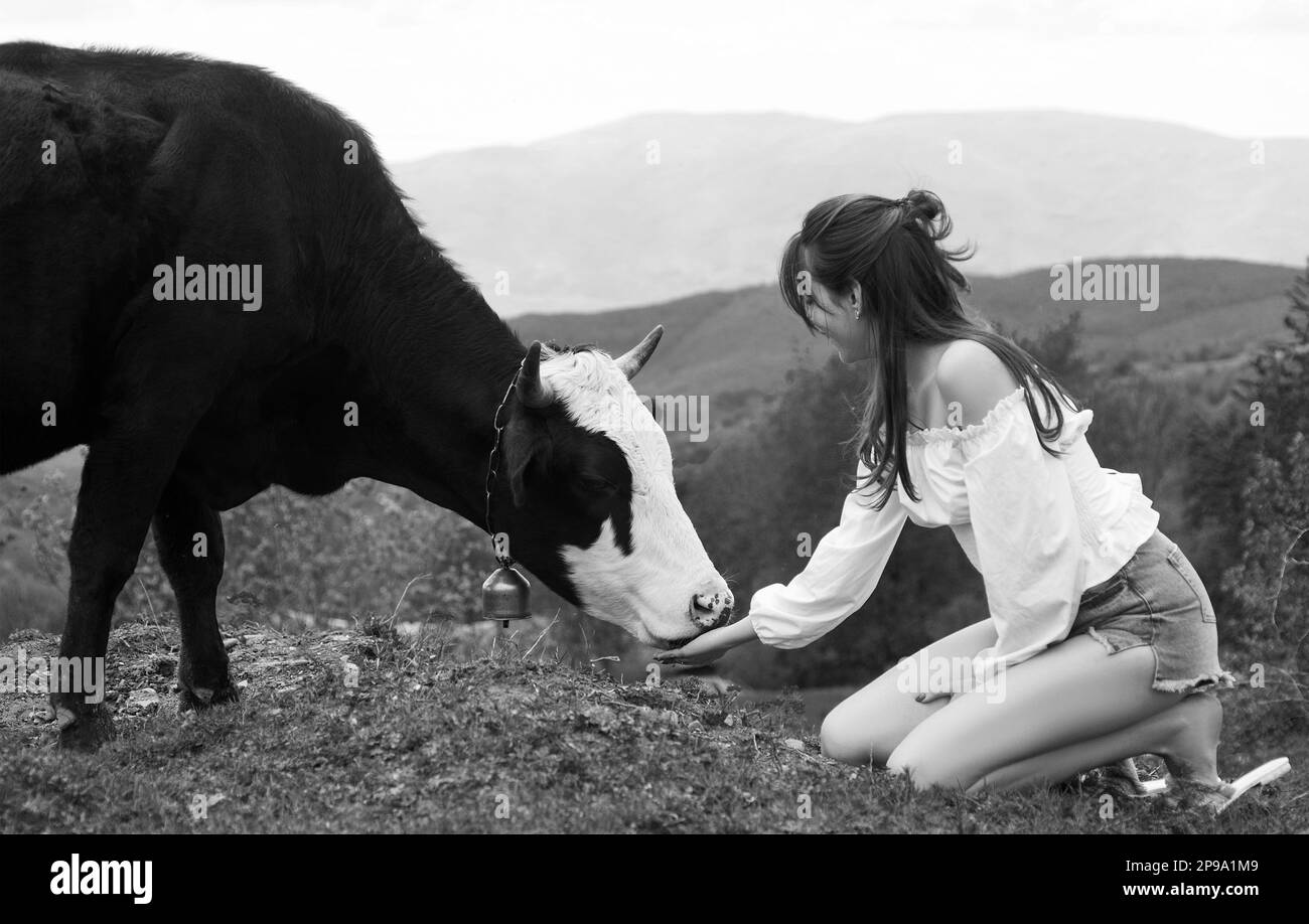 Woman feeding cow. Farmer girl with holstein cow on meadow. FarmerVegan, vegetarian concept. Take in veggie. Healthy lifestyle, organic field milka. Stock Photo
