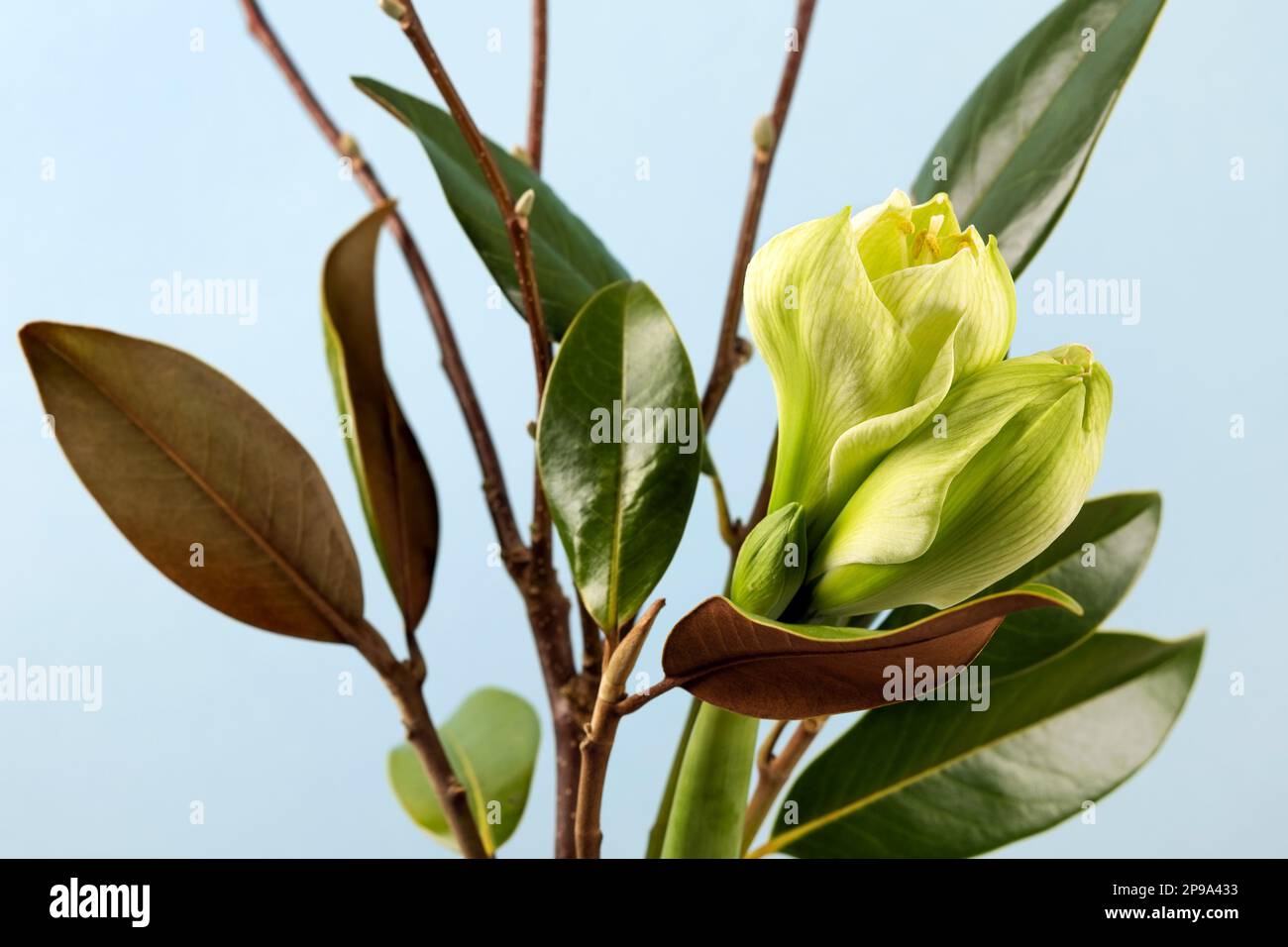 Stylish spring bouquet with branches and leaves of magnolia and amaryllis. Spring flower arrangement, greeting card. Stock Photo