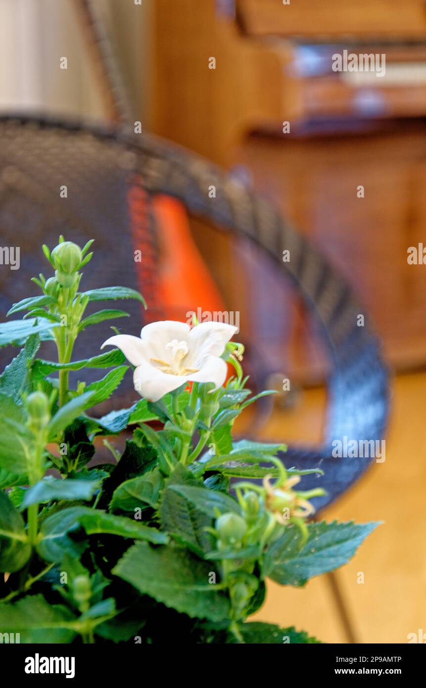 Blossom with flower with a piano in the background in a vintage house in Alesund, Norway. 19th of July 2012 Stock Photo