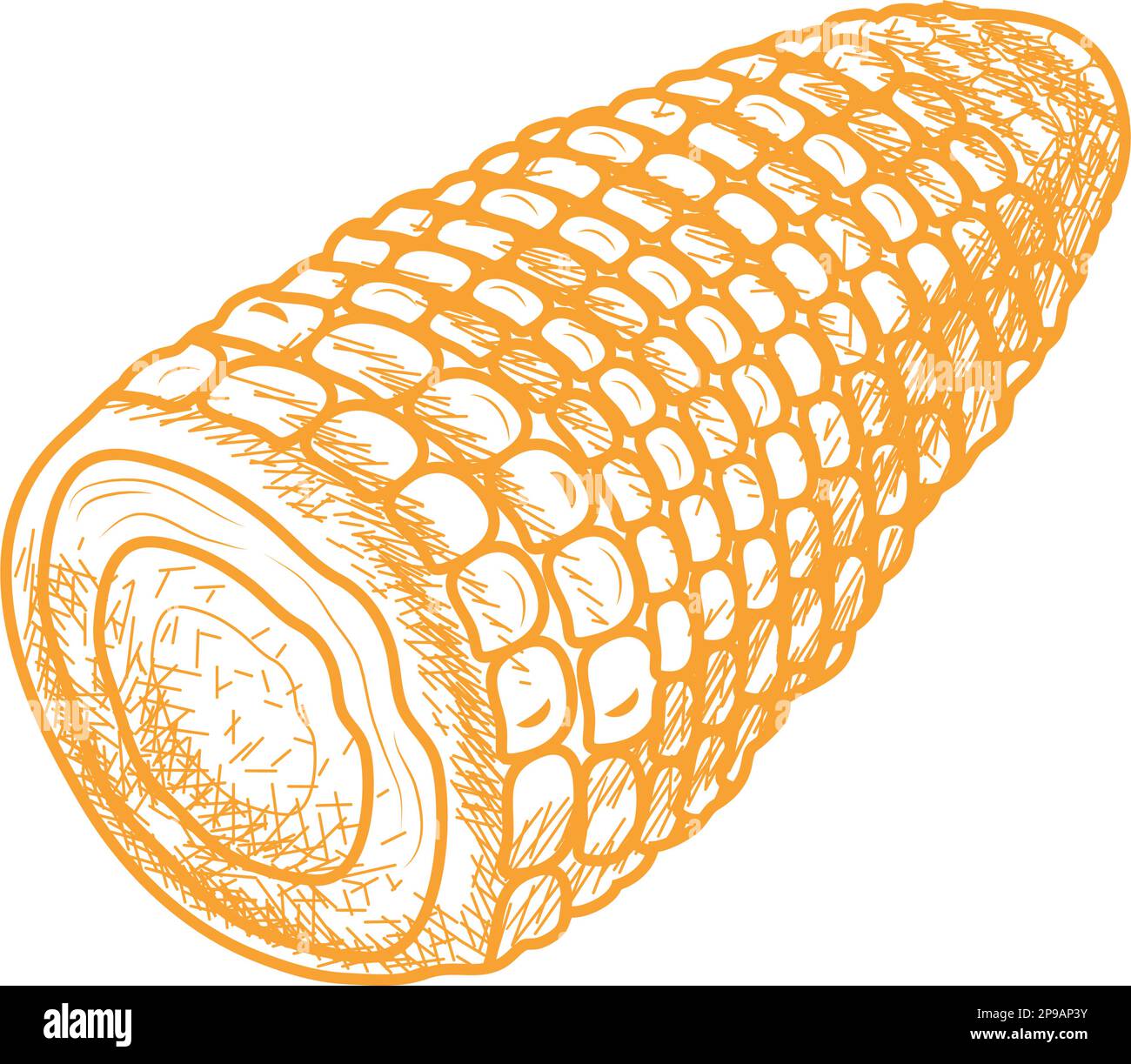 corn vegetable food Stock Vector Image & Art - Alamy