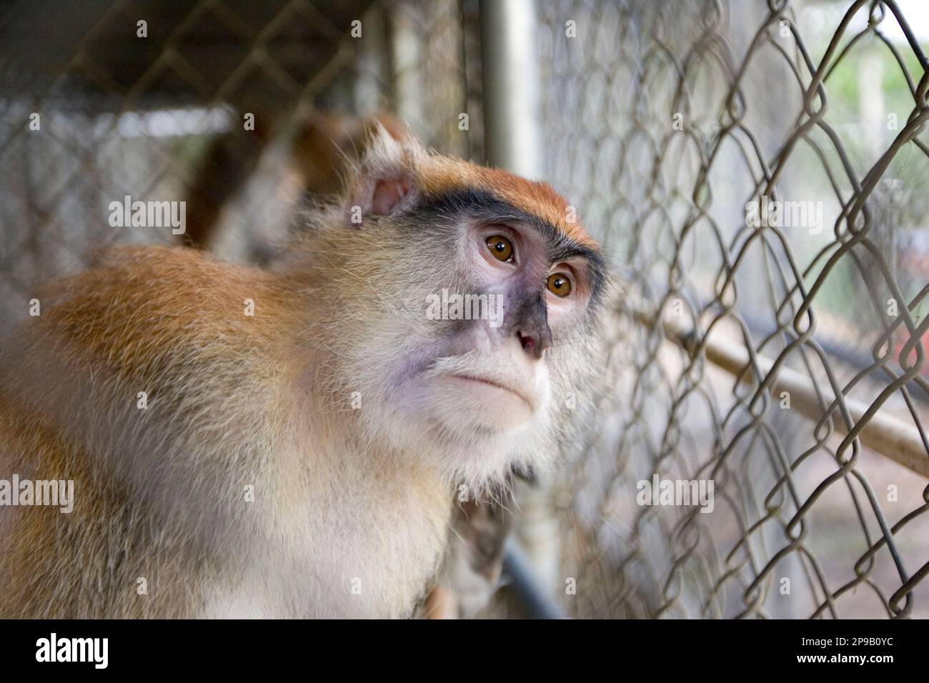 ** TO GO WITH PUERTO RICO MONOS ** A monkey looks out from a cage at a ...
