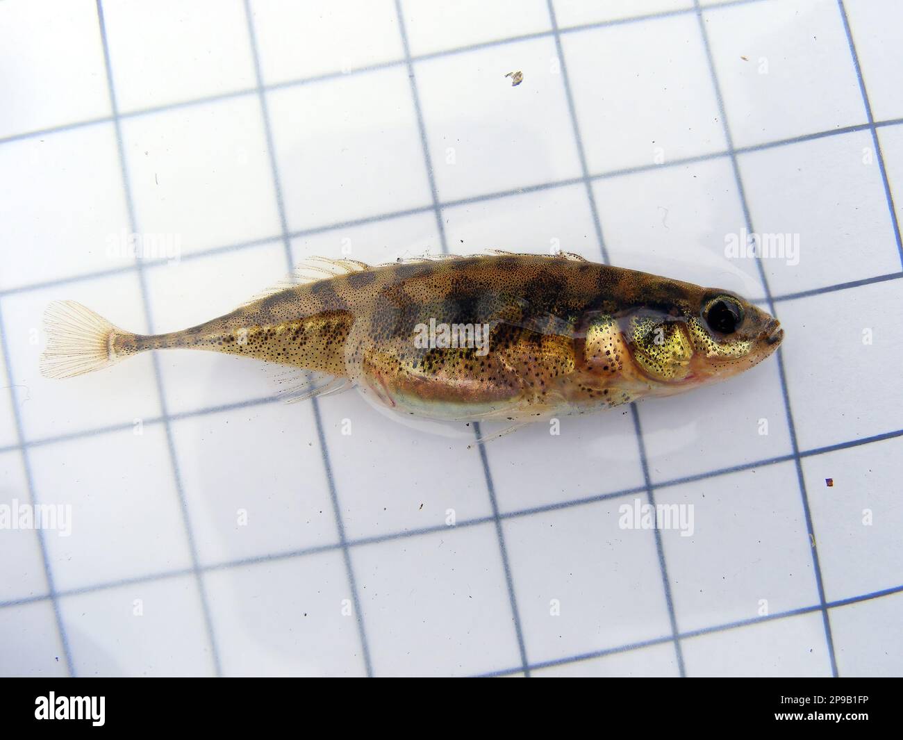 A fish The three-spined stickleback (Gasterosteus aculeatus) on the background of a 5 mm measurement grid. Ichthyology research. Stock Photo