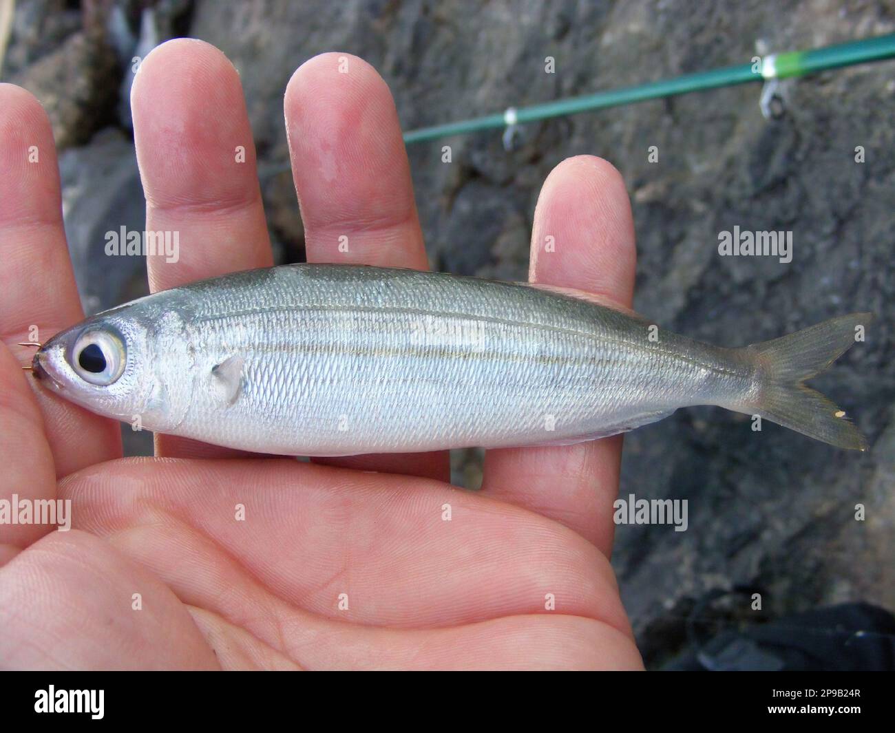 Bogue fish also known as Boops. A fish caught on a fishing rod off the coast of Spain. Stock Photo