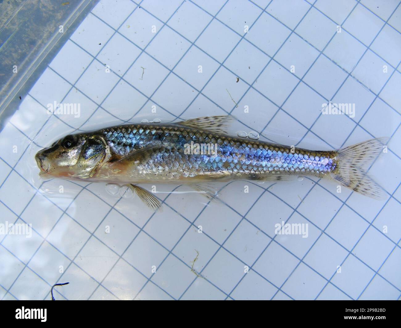 Gobio gobio, or the gudgeon, is a species of fish in the family Cyprinidae on the background of a 5 mm measurement grid. Ichthyology research. Stock Photo