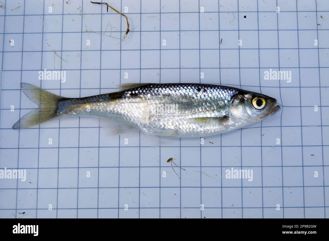 The common bleak (Alburnus alburnus) is a small freshwater coarse fish of the cyprinid family. On the background of a 5 mm measurement grid. Ichthyolo Stock Photo