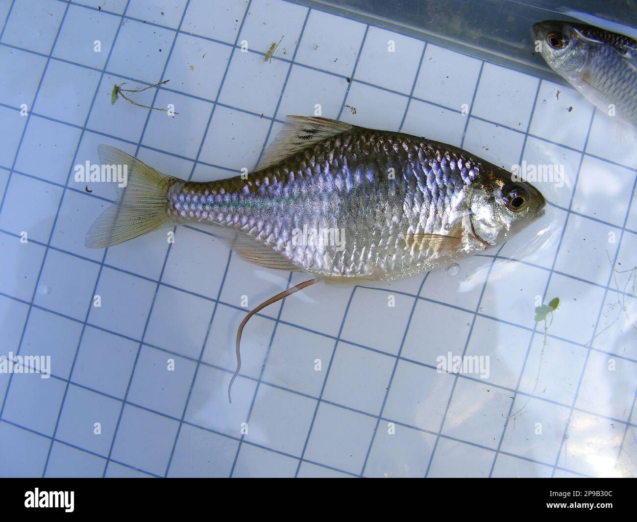 The Amur bitterling (Rhodeus sericeus) is a small fish of the carp family on the background of a 5 mm measurement grid. Ichthyology research. Stock Photo