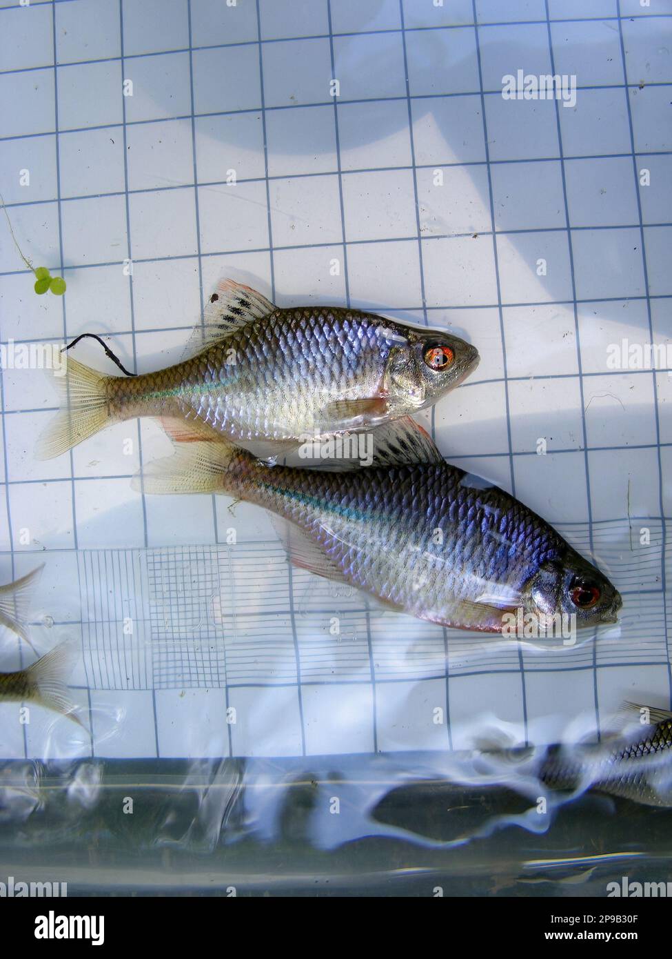 The Amur bitterling (Rhodeus sericeus) is a small fish of the carp family on the background of a 5 mm measurement grid. Ichthyology research. Stock Photo