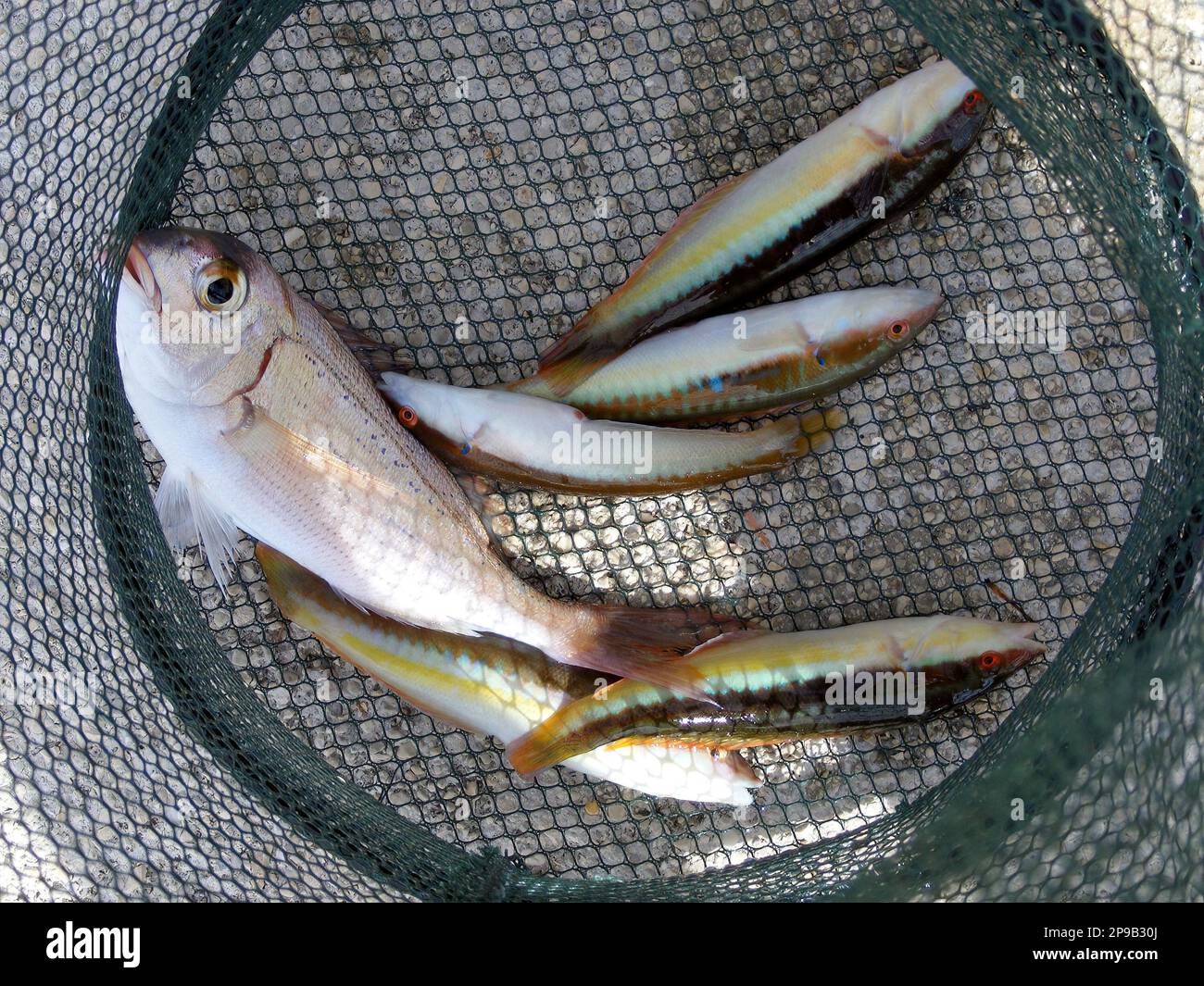 The common pandora (Pagellus erythrinus and Mediterranean rainbow wrasse (Coris julis). Fish caught off the coast of Croatia in a fish net. Stock Photo