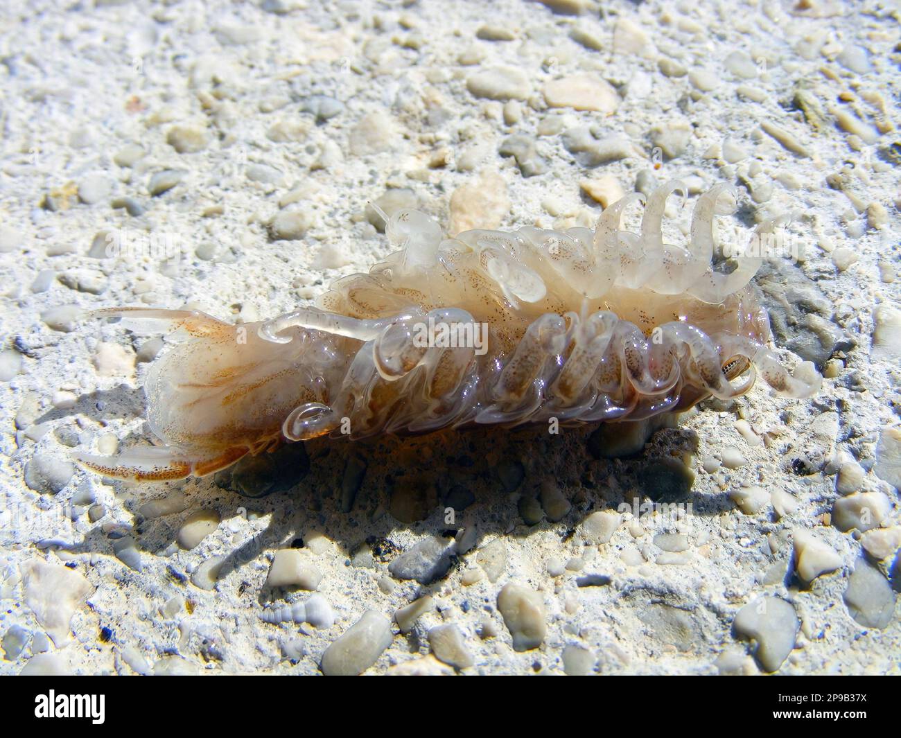 Anilocra physodes (Isopoda, Cymothoidae). Cymothoids are ectoparasitic isopods on the body of fish. Stock Photo