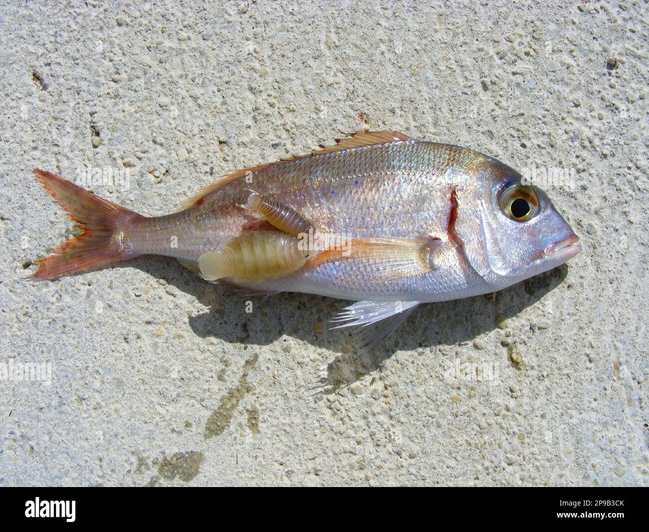 The common pandora (Pagellus erythrinus) a fish of the sea bream family, Sparidae with parasites Anilocra physodes attached to the side of the body. Stock Photo