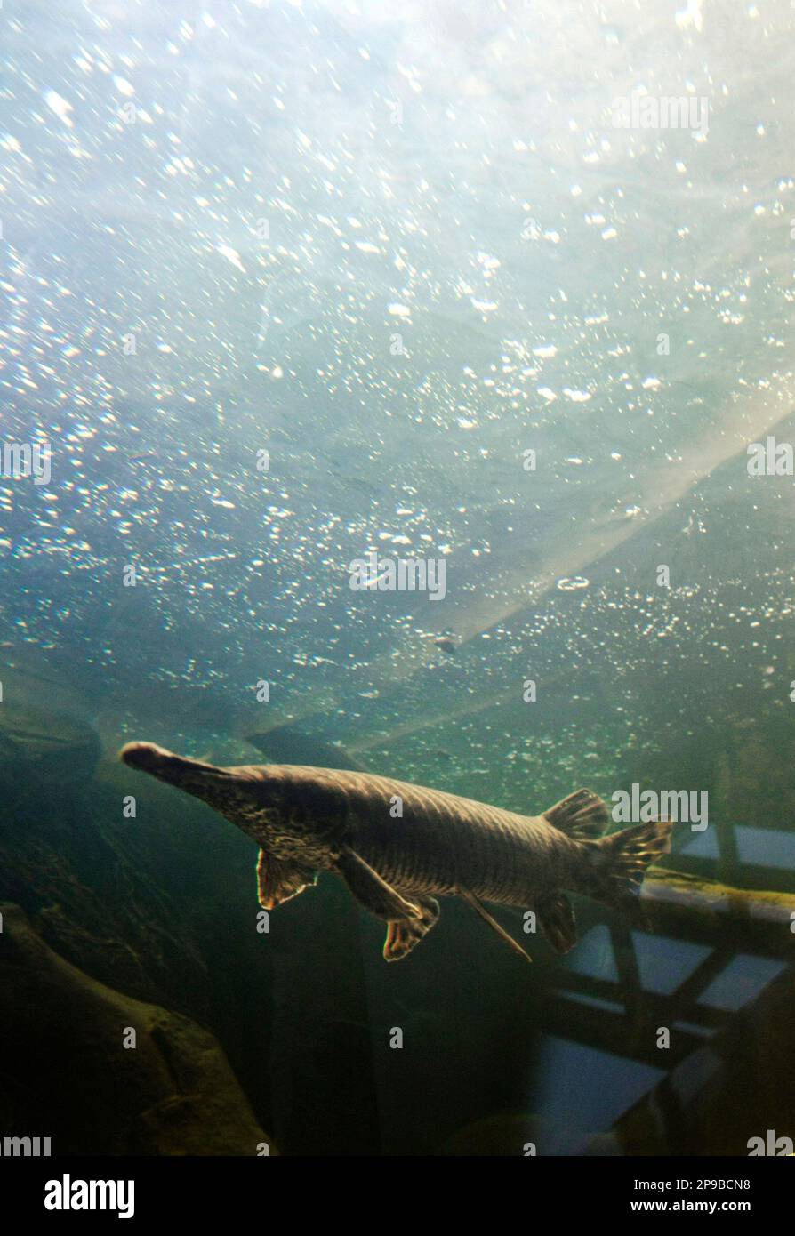 A paddlefish, also known as a 