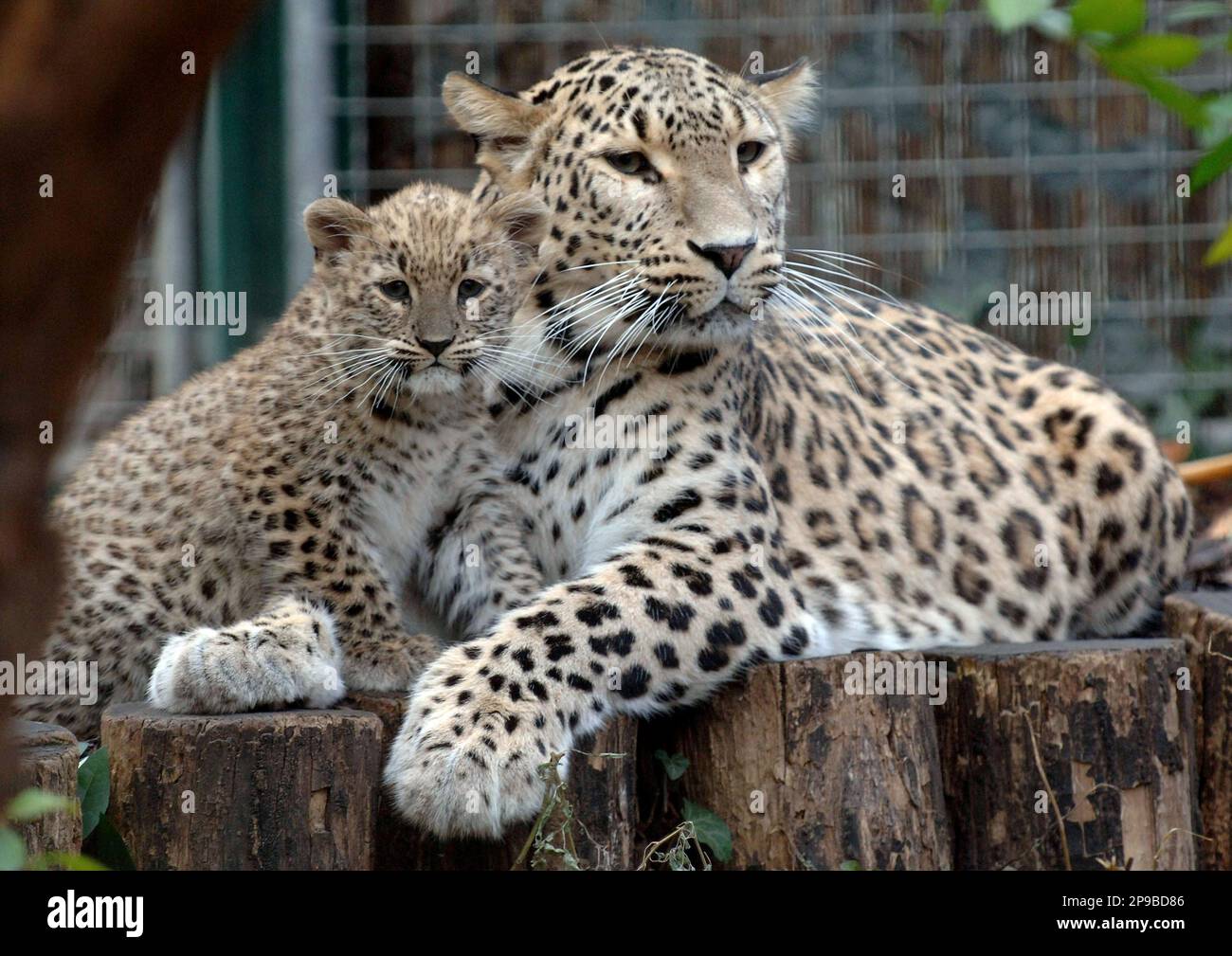 Two-and-a-half-month-old Persian leopard cub Chui, left, and her nine ...