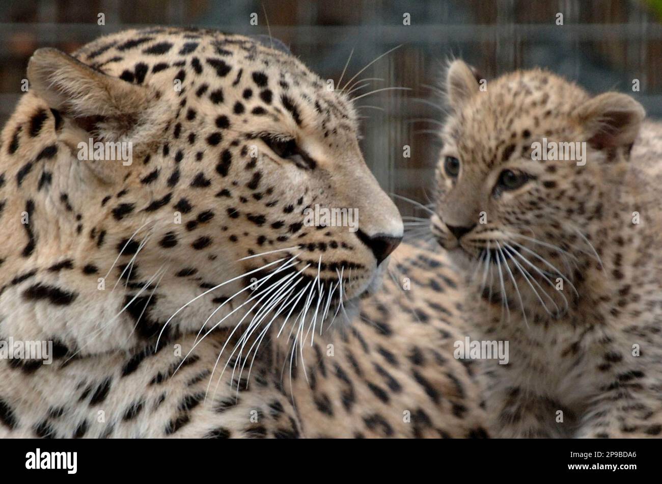 Two-and-a-half-month-old Persian leopard cub Chui and her nine-year-old ...