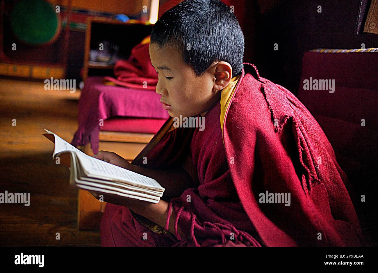 Puja,young monk praying, in Dip Tse Chok Ling Monastery.McLeod Ganj, Dharamsala, Himachal Pradesh state, India, Asia Stock Photo