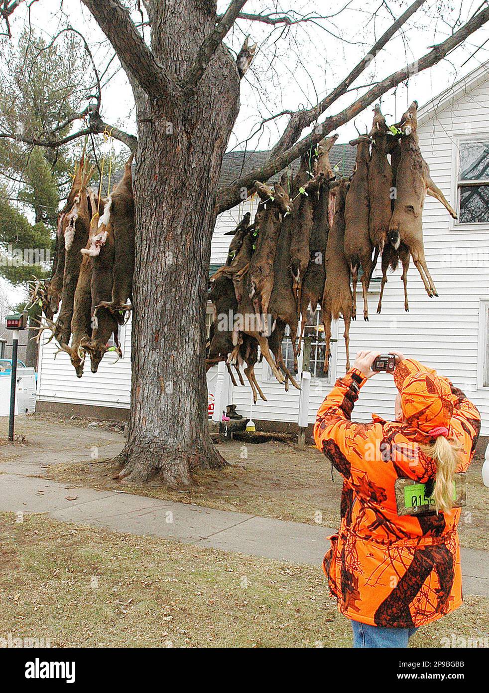 Trudy Bennett takes a photograph of deer hanging from a tree in