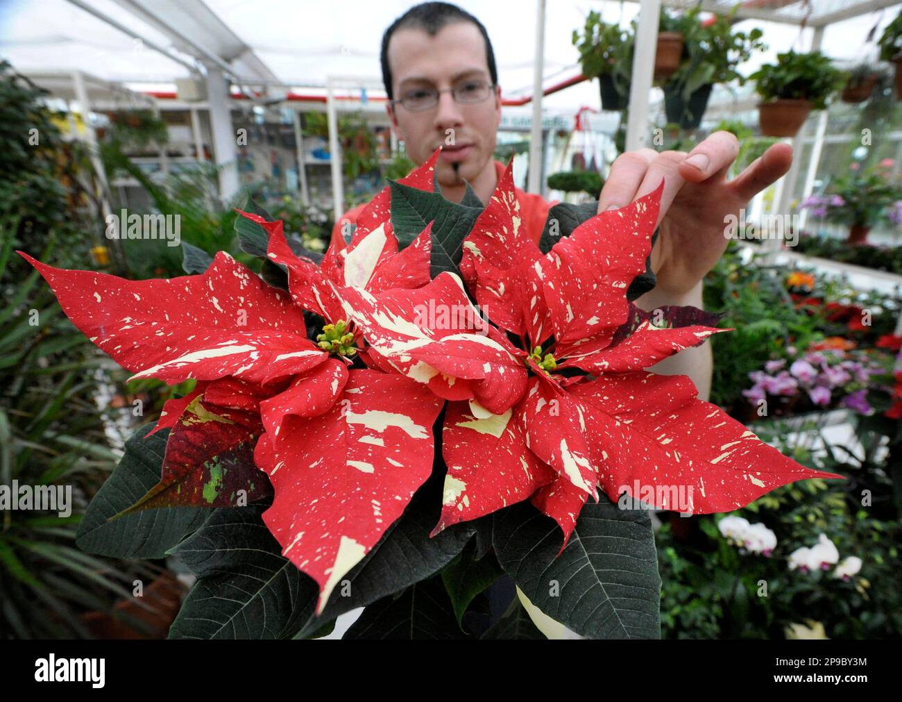 Florist Stephan Winzer kontrolliert am Mittwoch, 10. Dezember 2008, in der  Gaertnerei Axt in Halle, Sachsen-Anhalte, einen Weihnachtsstern. Die  dekorative Pflanze aus Mexiko wurde von dem Magdeburger Paul Ecke  kultiviert. (AP Photo/Eckehard
