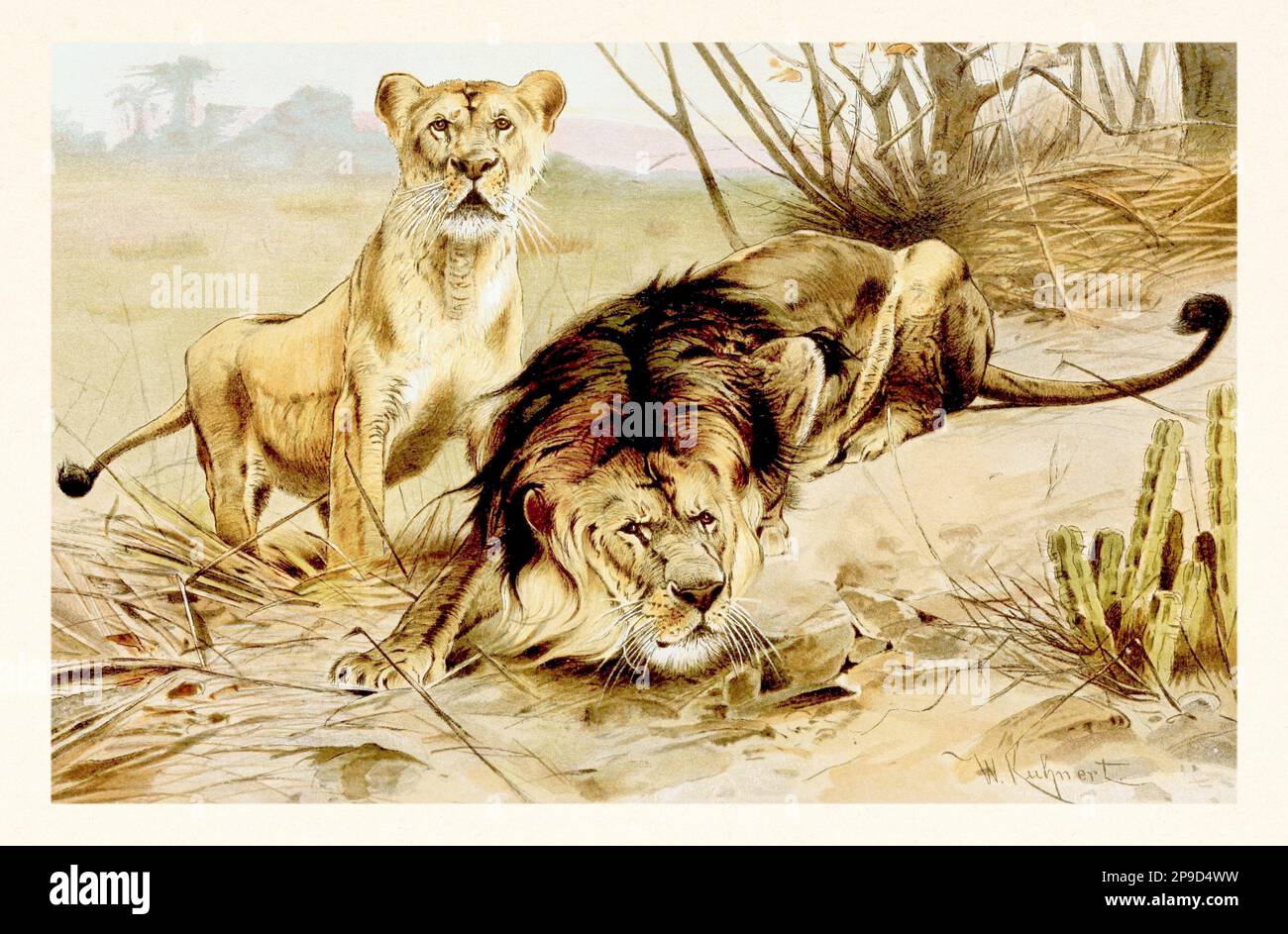 Lions. Antique book illustration by Brehm, Alfred Edmund, 18291884