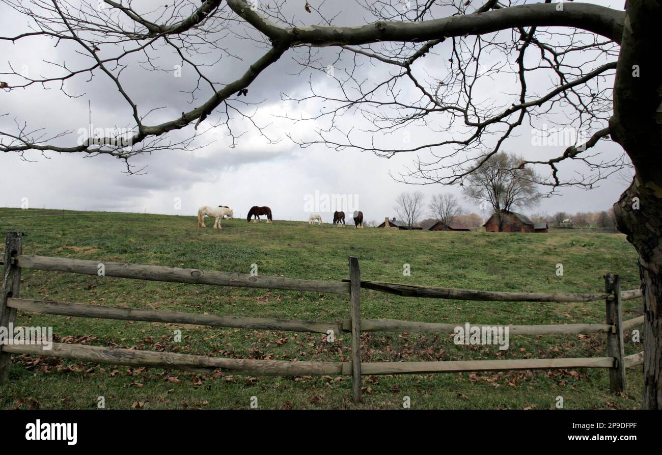 Shire horses graze in a field at the Ayrshire Farm in Upperville, Va