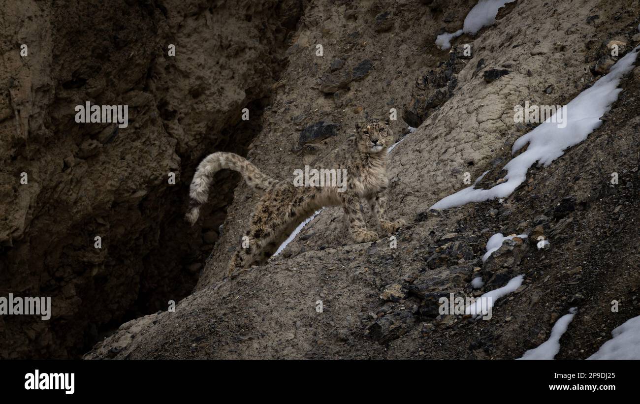Wild Snow Leopard in Himalayas Stock Photo Biology Diagrams