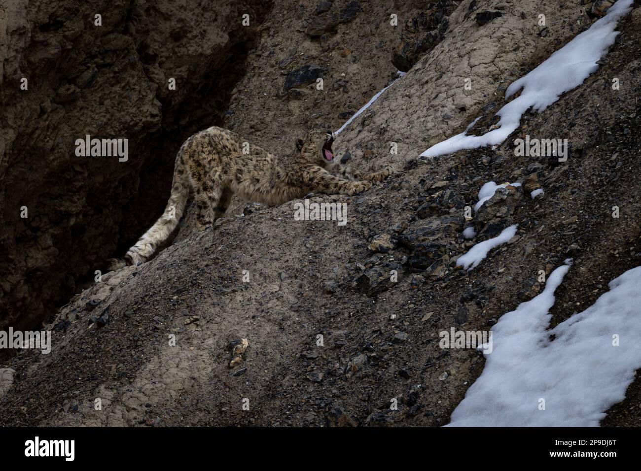 Wild Snow Leopard in Himalayas Stock Photo Biology Diagrams