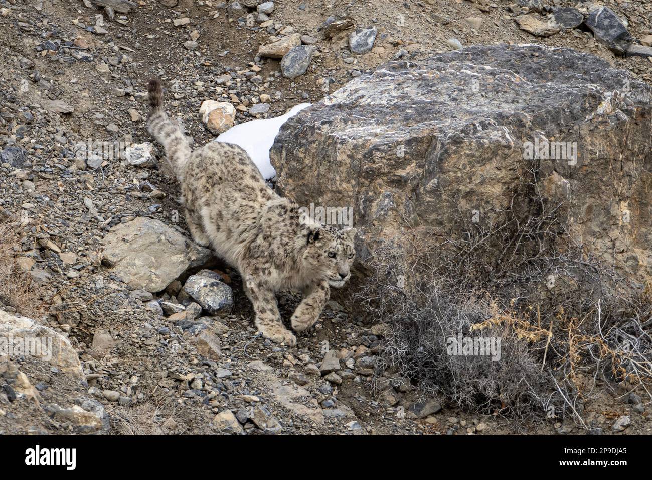 Wild Snow Leopard in Himalayas Stock Photo - Alamy