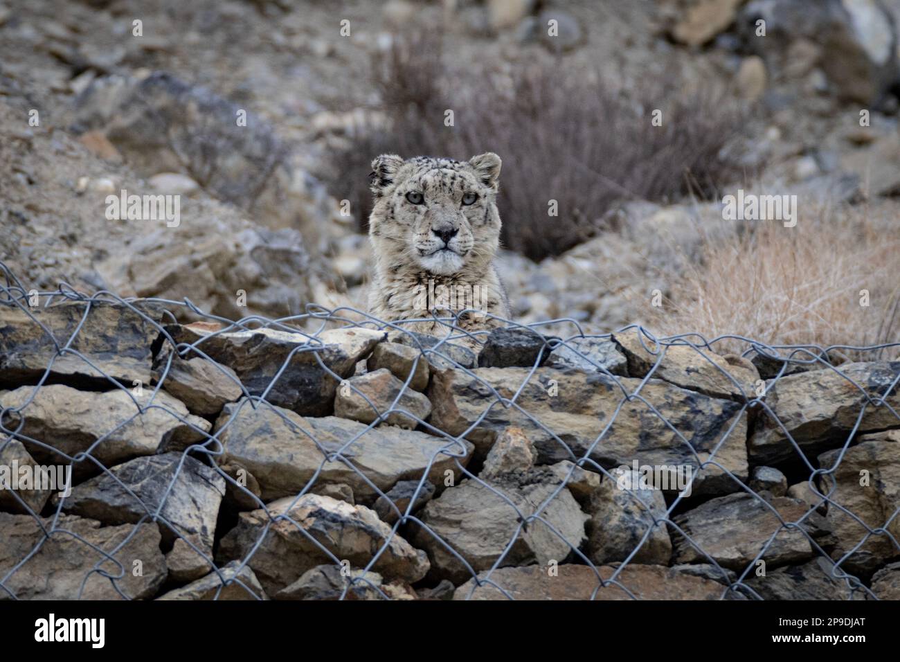 Wild Snow Leopard in Himalayas Stock Photo Biology Diagrams