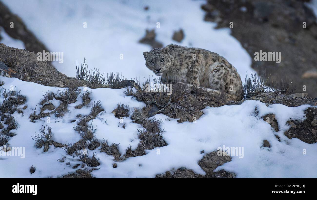 Wild Snow Leopard in Himalayas Stock Photo Biology Diagrams