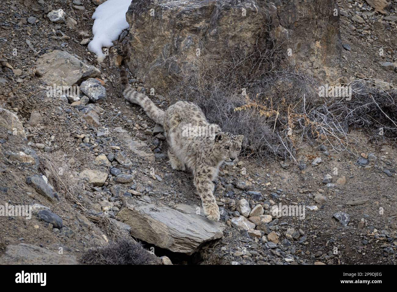 Wild Snow Leopard in Himalayas Stock Photo Biology Diagrams