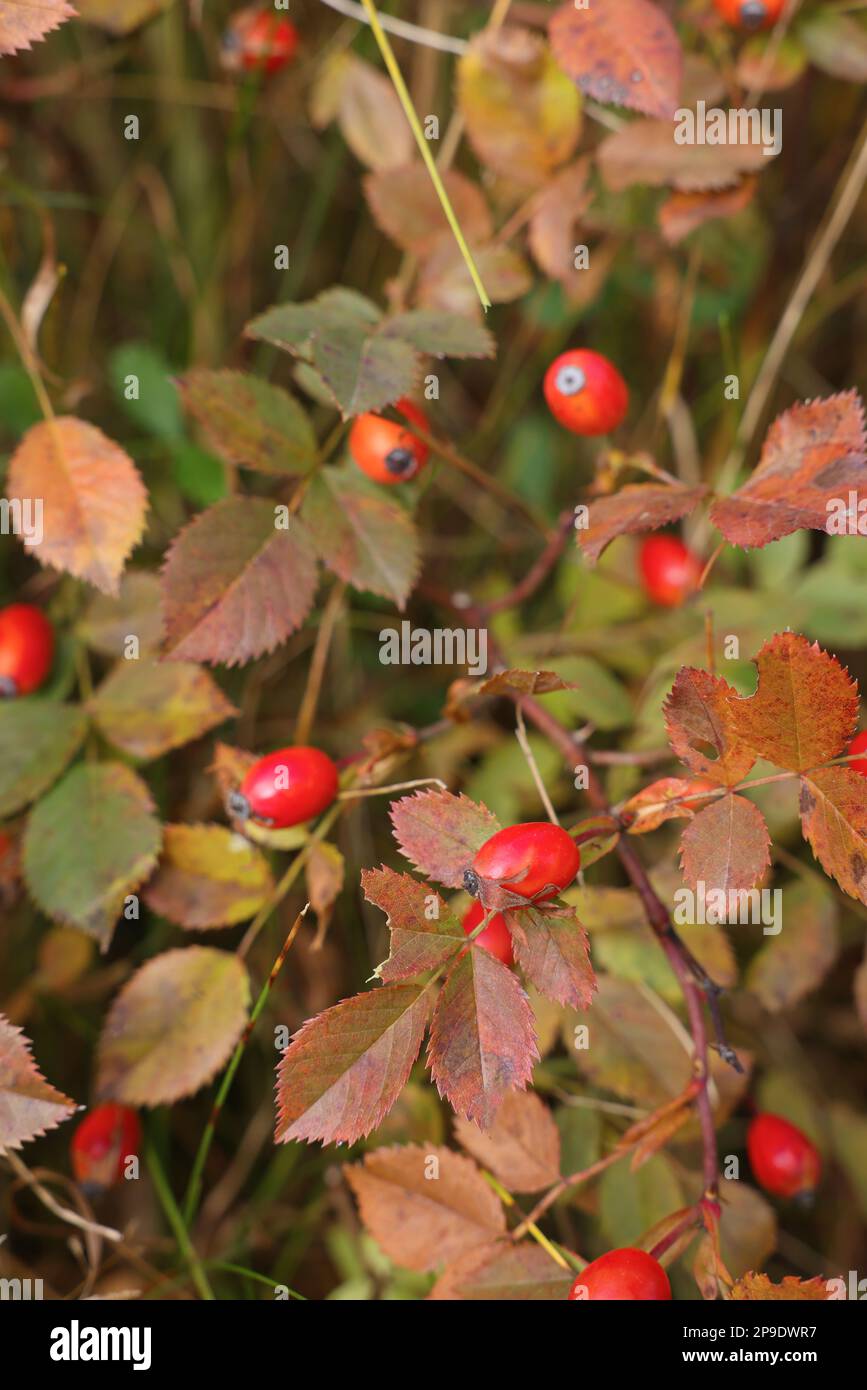 Rose hip bush hi-res stock photography and images - Alamy