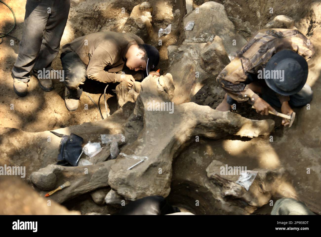 Paleontologists and a villager are working on the excavation of fossilized bones of an extinct elephant species scientifically identified as Elephas hysudrindicus, or popularly called 'Blora elephant', in Sunggun, Mendalem, Kradenan, Blora, Central Java, Indonesia. The team of scientists from Vertebrate Research (Geological Agency, Indonesian Ministry of Energy and Mineral Resources) led by paleontologists Iwan Kurniawan and Fachroel Aziz discovered the species' bones almost entirely (around 90 percent complete) that later would allow them to build a scientific reconstruction, which is... Stock Photo