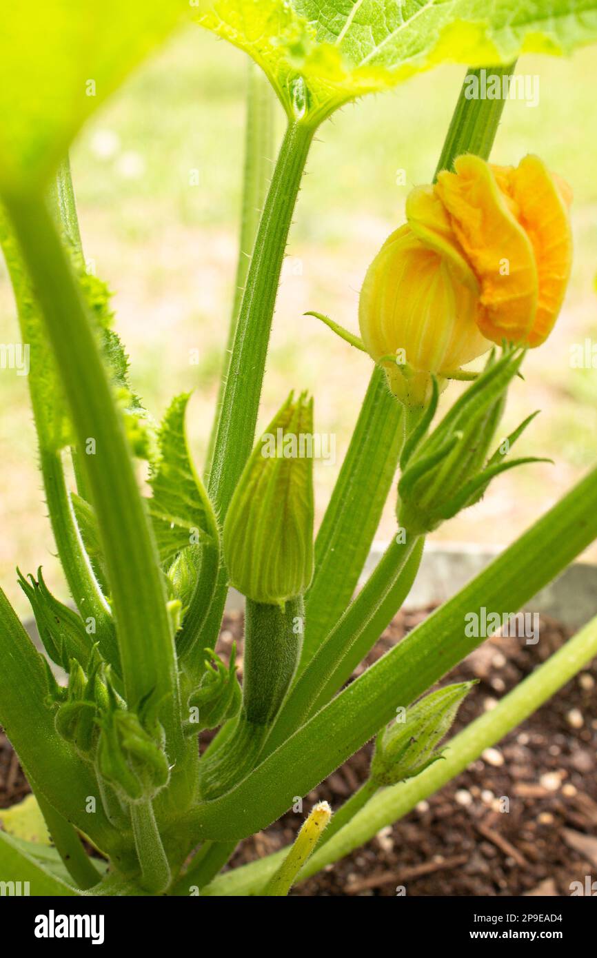 Flowering zucchini plant growing in container in the spring. Male