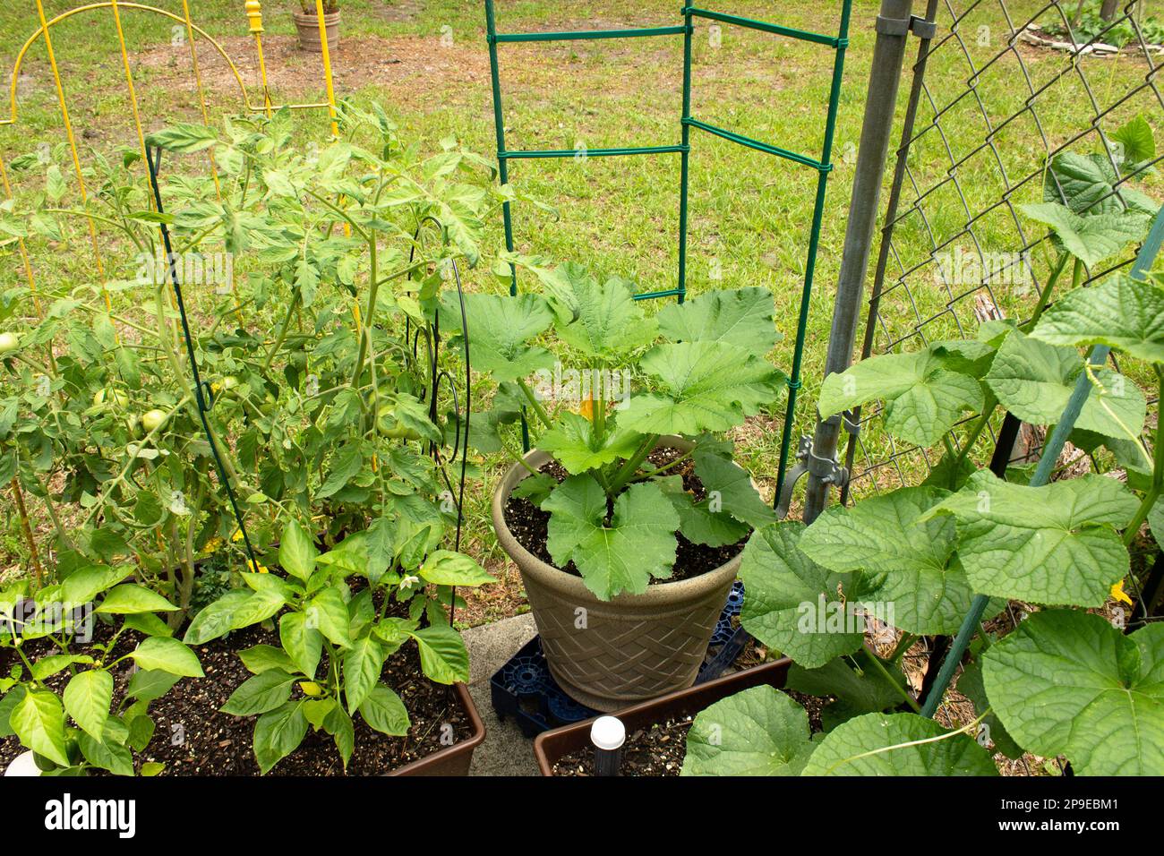 Vegetable garden planting in containers for small spaces can produce