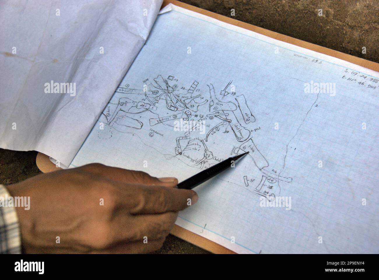 Paleontologist Iwan Kurniawan is showing a sketch on paper that shows the locations of the fossilized bones of Elephas hysudrindicus—an extinct elephant species lived during the Pleistocene epoch, which is later known as 'Blora elephant'—at the excavation site in Sunggun, Mendalem, Kradenan, Blora, Central Java, Indonesia. The team of Vertebrate Research (Geological Agency, Indonesian Ministry of Energy and Mineral Resources) led by Kurniawan himself with Fachroel Aziz discovered the species' bones almost entirely (around 90 percent complete) that later would allow them to build a... Stock Photo